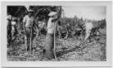 J.E.H. and wife Joan MacDonald, photographers
West Indies, Spring 1932 - Harvesting Cane
blac…