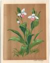 A.J. Casson (1898 - 1992)
Lady Slipper
screen print on veneer, mounted on printed card; print…