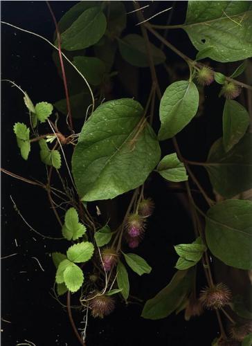 September 21 (Burdock, Wild Strawberries)
