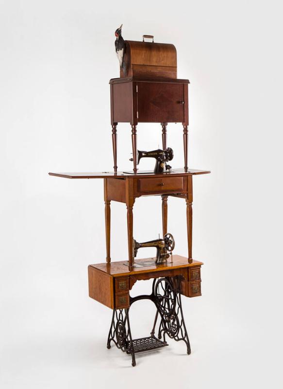 Sightings (Ivorybilled Woodpecker)