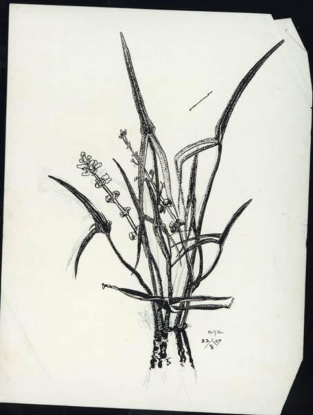 Untitled (plant study) (R); Untitled (page of sketches) (V)
