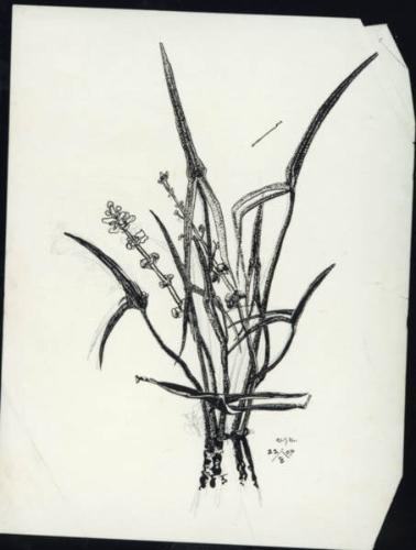 Untitled (plant study) (R); Untitled (page of sketches) (V)