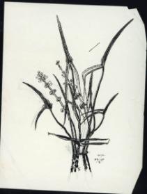 Untitled (plant study) (R); Untitled (page of sketches) (V)