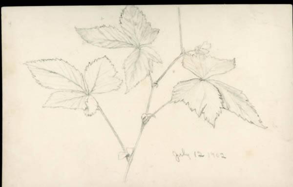 Untitled (flower sketches) (R); Untitled (plant sketches) (V)