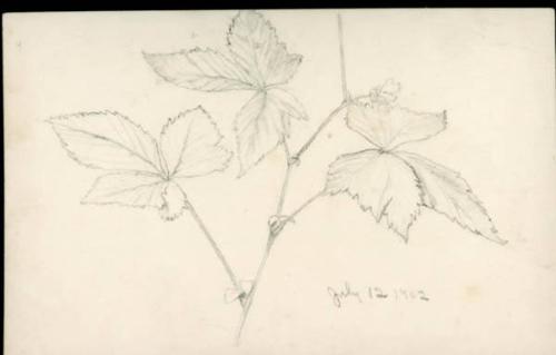 Untitled (flower sketches) (R); Untitled (plant sketches) (V)