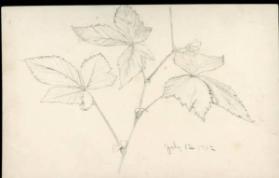 Untitled (flower sketches) (R); Untitled (plant sketches) (V)