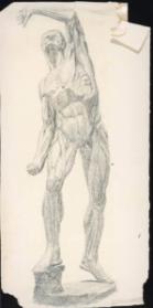 Untitled (anatomical drawing of muscles of male body) (R); Untitled (man's legs) (V)