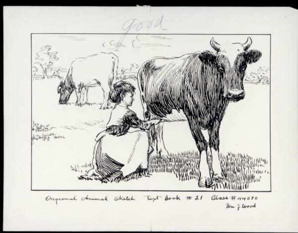 Untitled (woman milking cow)