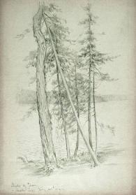 Study of Trees