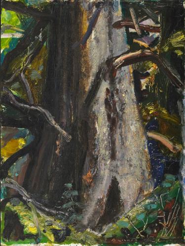 Big Tree--B.C.