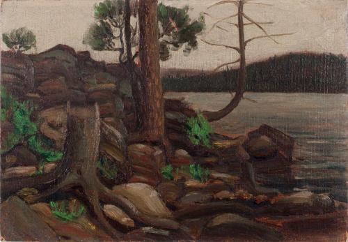 Pine Stump and Rocks