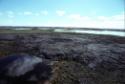 Aerial view of the Tukilik site.
Southwest Baffin Island, Nunavut, 1997

The Norman Hallendy…