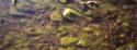 Primitive algae.
Kiattuuq, Southwest Baffin Island, Nunavut, 1999

The Norman Hallendy Colle…