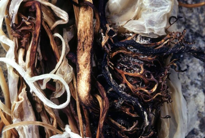 Seaweed from the Kinngait to Shugba Bay area.
Southwest Baffin Island, Nunavut, 1980

The No…