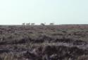Caribou in the Nurata area.
Southwest Baffin Island, Nunavut, 1980

The Norman Hallendy Coll…